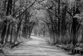 IIP Online Student Photography